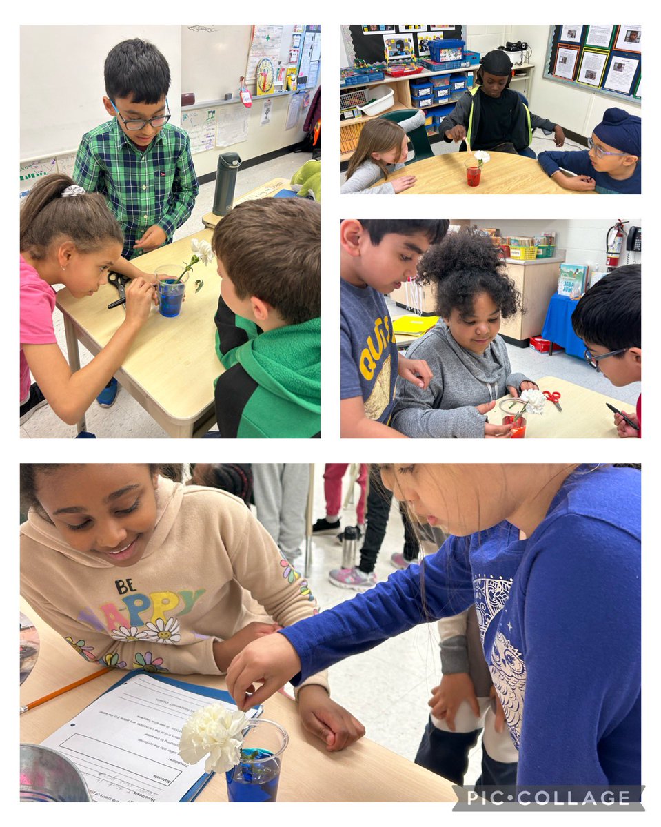 Ss are learning about the roles of plants. What does the stem do? Let’s find out! Using white carnations and coloured water Ss will see first hand just how important the stems of plants are. Can’t wait for Monday morning!  🌺