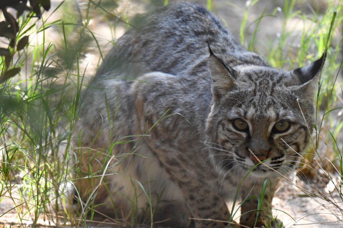 Our Bobcats are ready to stealthily watch all the humans walk by on a warm & sunny #caturday #bobcat