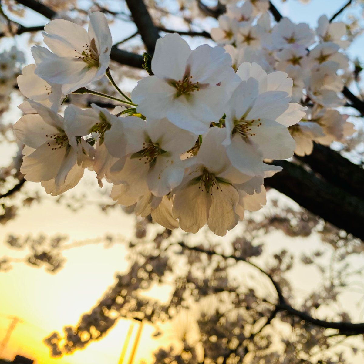 桜見てきたっ🌸