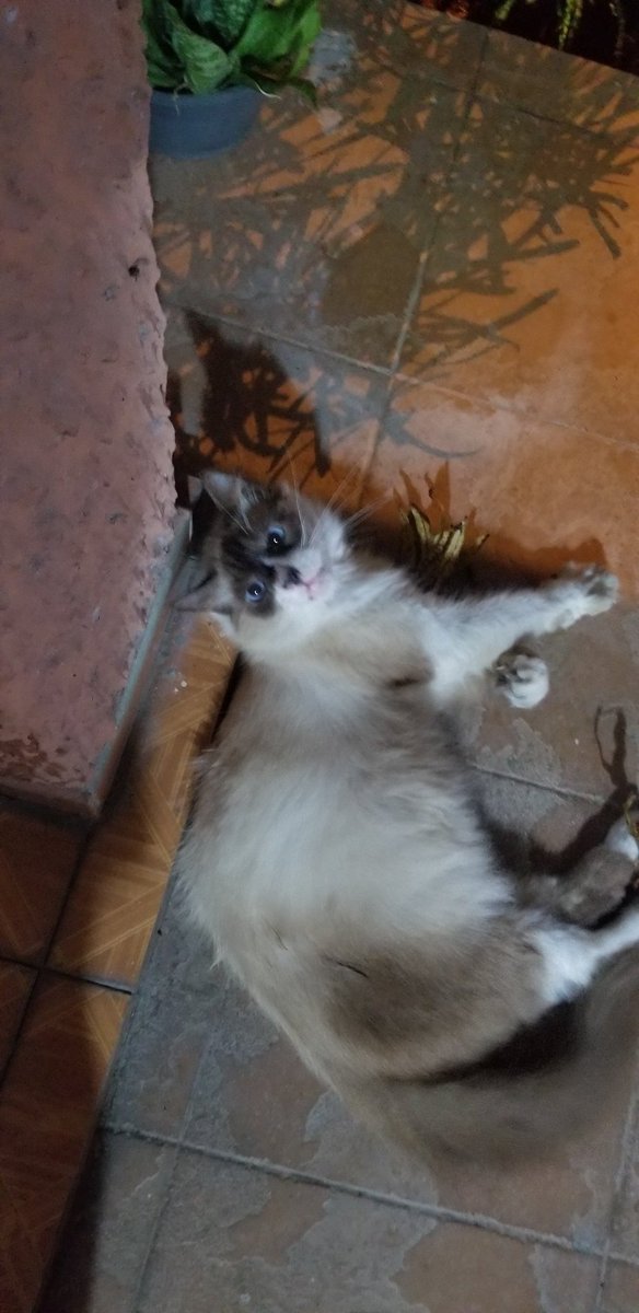 aurapah's tweet photo. @entrenoticiasGV Me llamó Suertudo, tengo 8 años y soy el consentido d Ed la casa. https://t.co/jxBslP7ngE