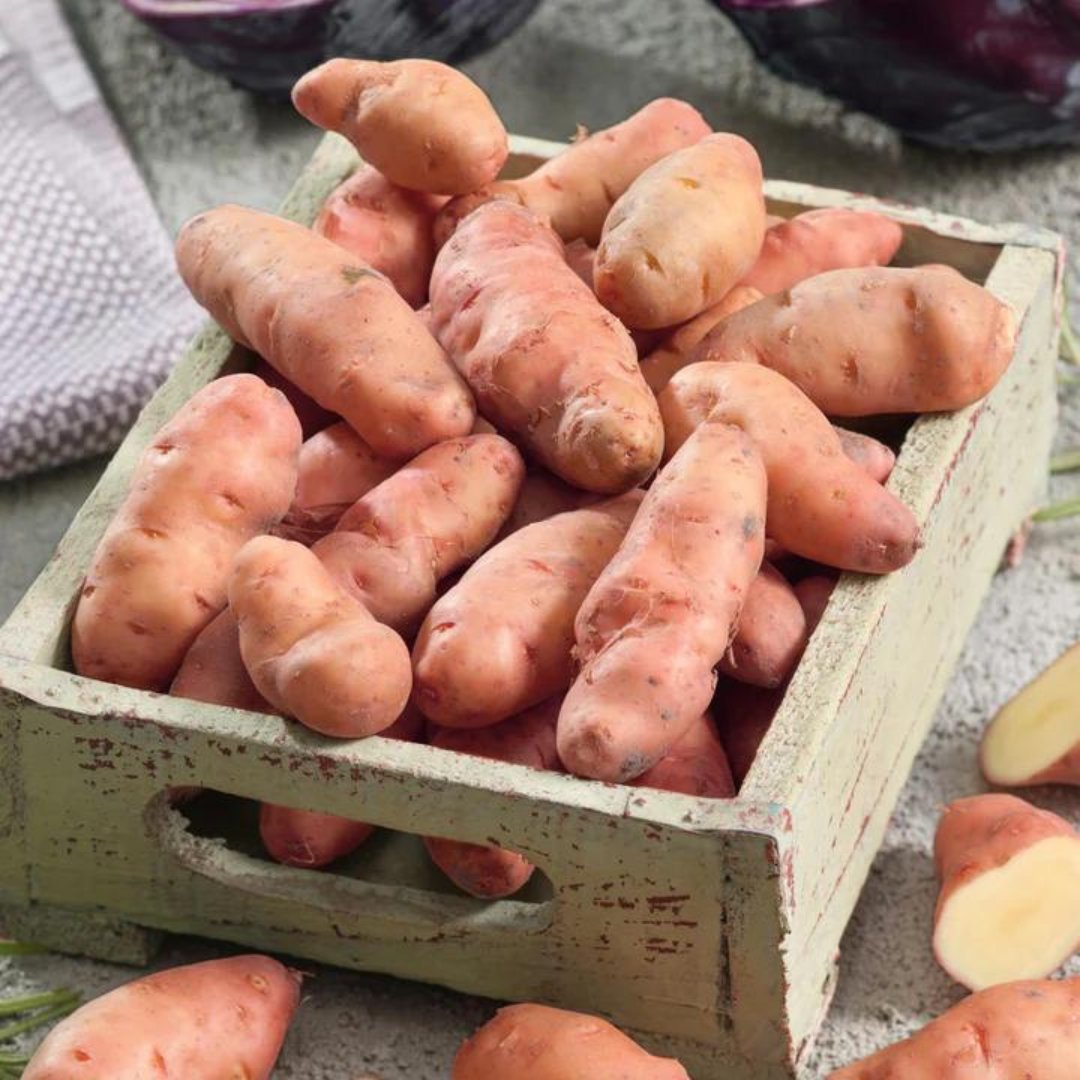Introducing our top 5 bestselling potatoes that are sure to make your taste buds sing! 🎶
Seed Potato 'Swift' 
Seed Potato 'King Edward'
Seed Potato 'Charlotte
Seed Potato 'Pink Fir Apple'
Seed Potato 'Rocket'
bit.ly/3PUGvWv
#PotatoPerfection #TopSpuds #GardenGoodness