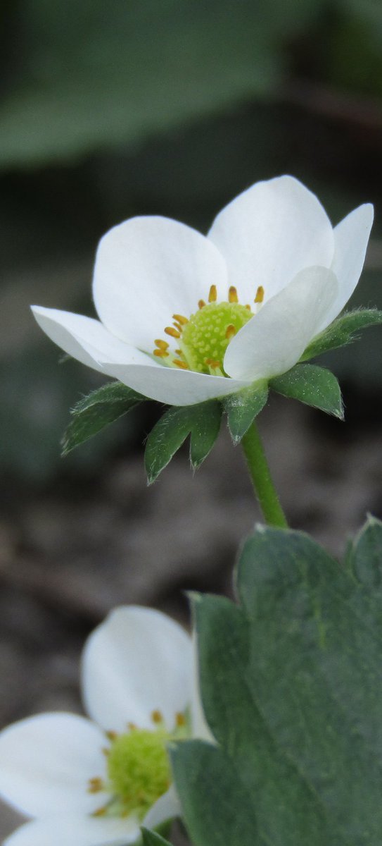 Perfection 
Strawberry flower in my garden 🙂✌️
#photography #PhotoMode #NaturePhotography #naturelovers #flowerphotography #Flowers #FlowersOfTwitter