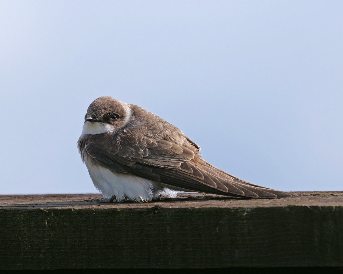 One of the Sand Martins taking a rest at the window on the Wear at Washington WWT today @WWTWashington