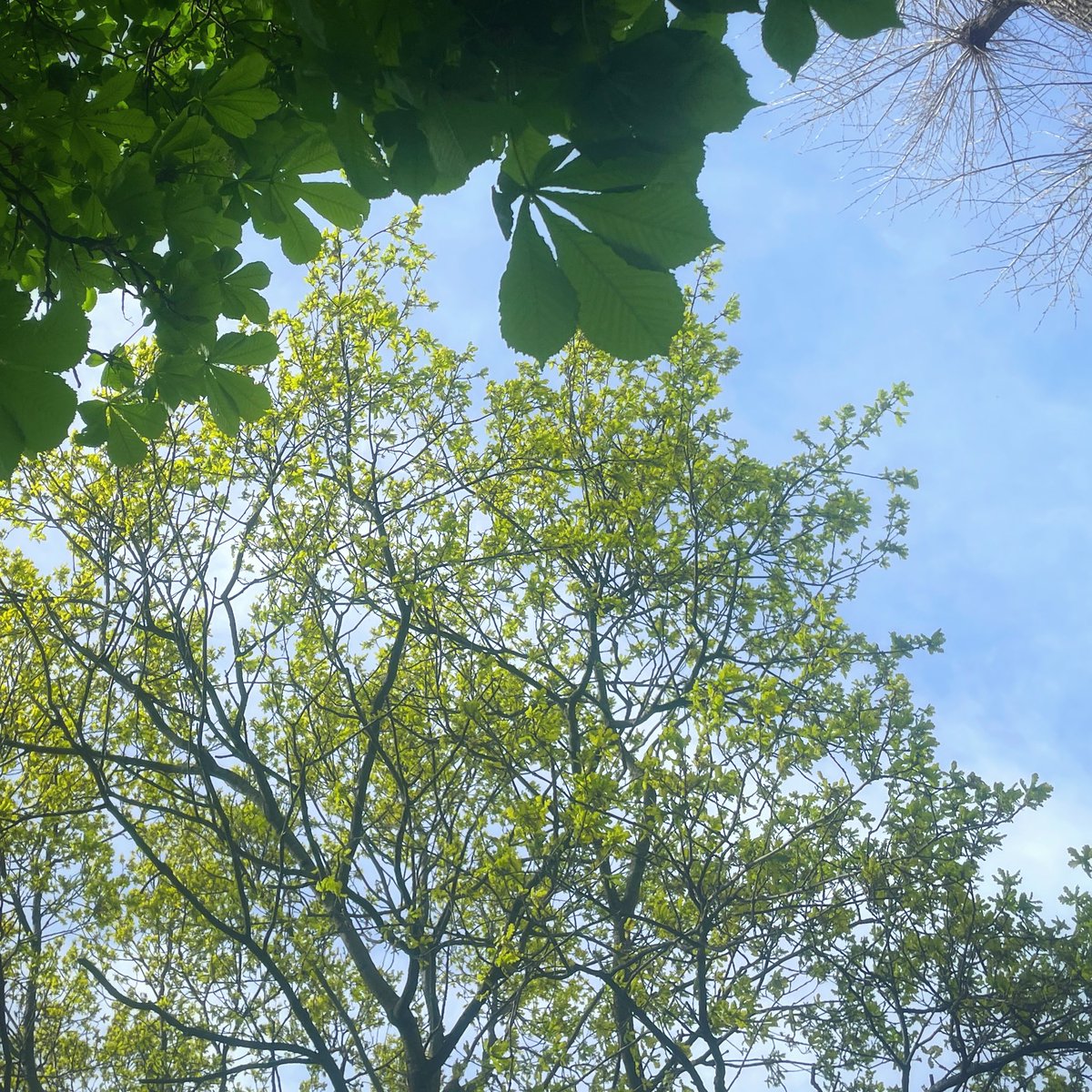 For the first time in 2024… lying ‘neath a shady tree between walking tours. Bliss. ❤️ #tourguidelife #lovelondon