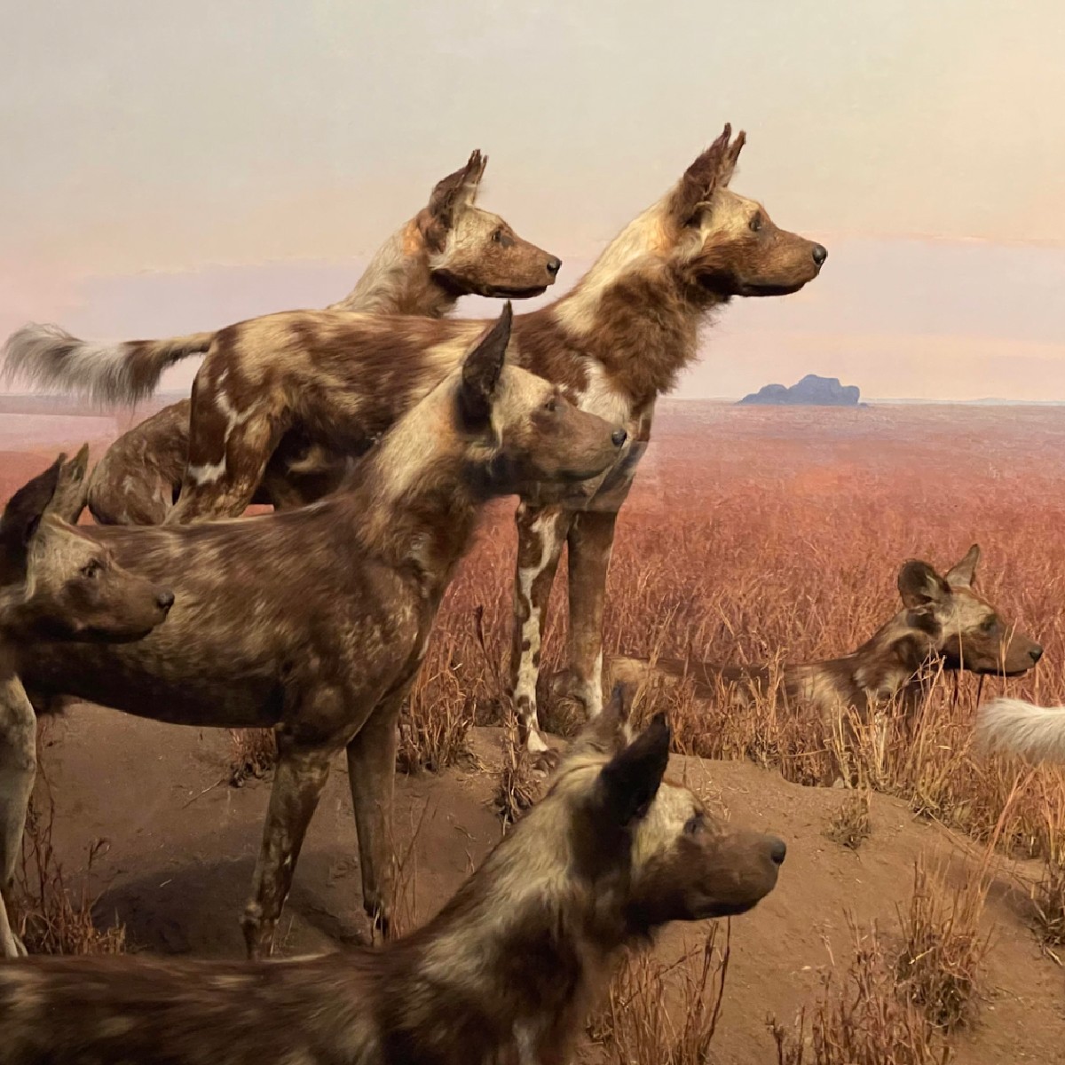 Today's Exhibit of the Day? The Hunting Dog Diorama! This scene depicts a group of predatory dogs gazing at a distant zebra. These carnivores are some of Africa's most formidable, with a hunting success rate of more than 70%—far higher than that of lions or leopards.