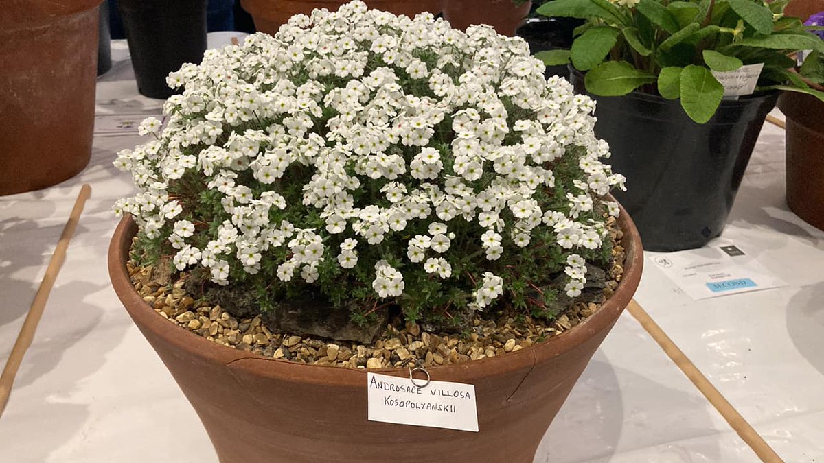 @AlpineGardenSoc @ScottishRockGC show at Hexham today- under SRGC rules - so Best in Show plant wins Forrest Medal for Frank Hoyle - super Androsace villosa kosopolyanskii. Photo Peter Maquire.