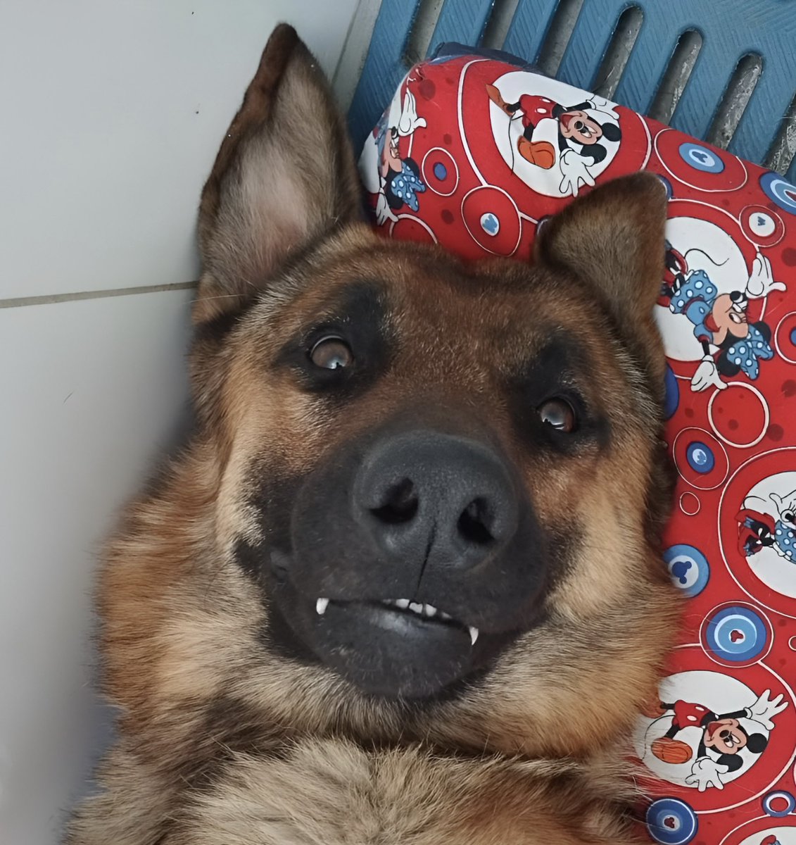 Asociacion de Protección Animal Mi Mejor Amigo tweet media