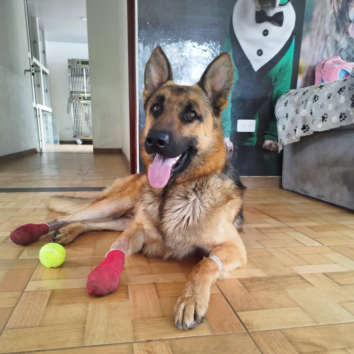 Asociacion de Protección Animal Mi Mejor Amigo tweet media