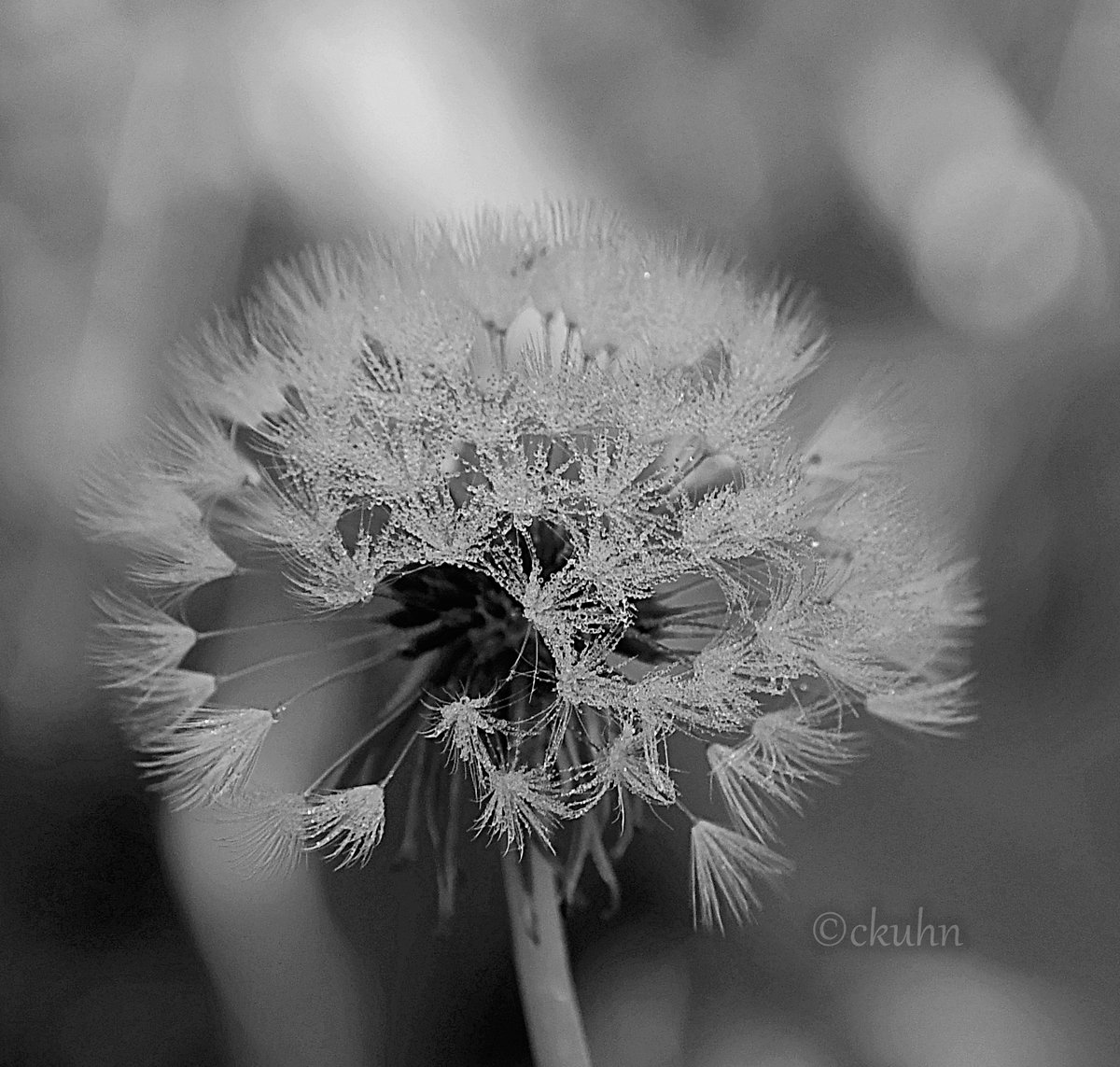 Good morning, Gerald! This is the perfect #bnw_macro challenge for a spring weekend. 🖤🤍 @BNW_Macro #dandelion #blackandwhitephotography