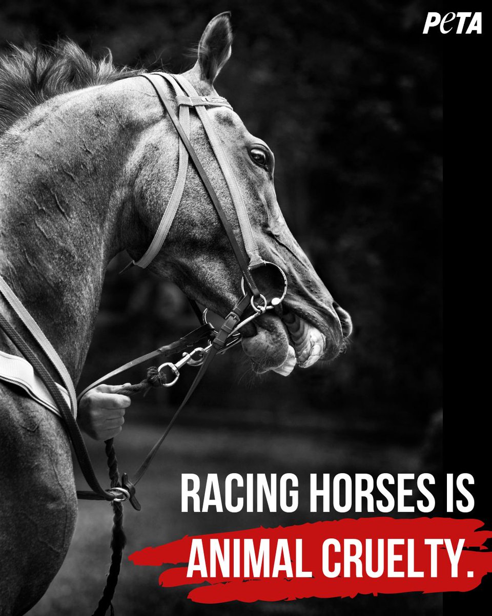 PETAUK's tweet photo. You can love horses. You can love horse racing. You can't love both.
#YouBetTheyDie #GrandNationalDisgrace #GrandNational2024 https://t.co/qb0JJTwQr2