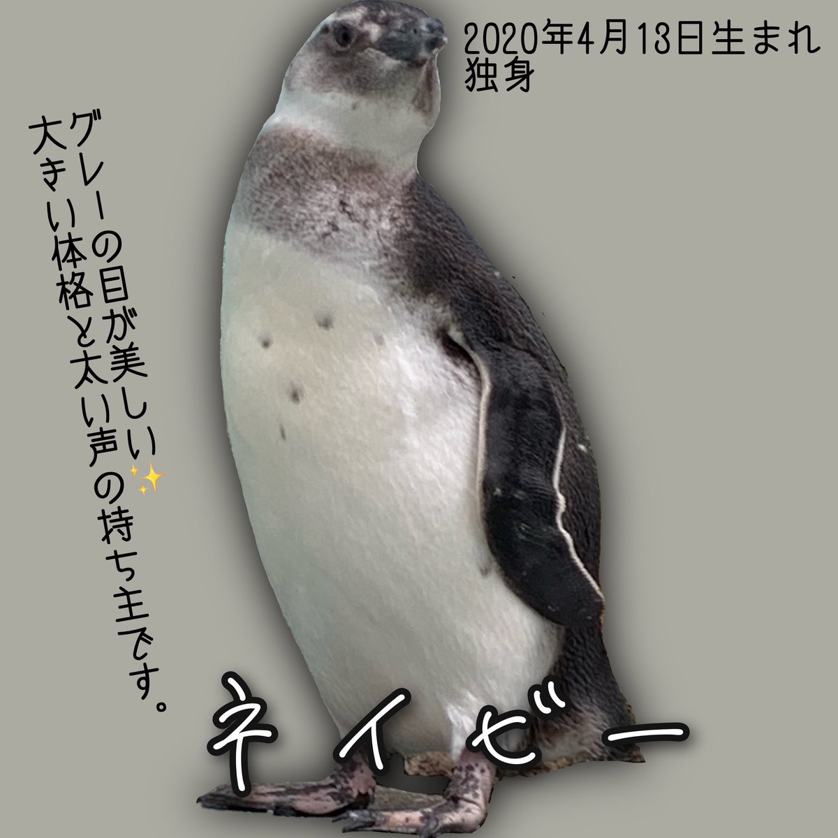 utsunomiya_zoo tweet picture