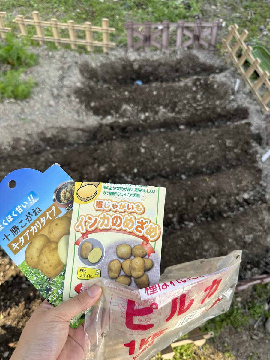 ElW3z's tweet photo. 種芋🥔畑に植え付け✨
植えるのが少し遅くなってしまった😥

#種芋
#十勝こがね
#インカのめざめ
#ピルカ https://t.co/xyXHE4S8wT