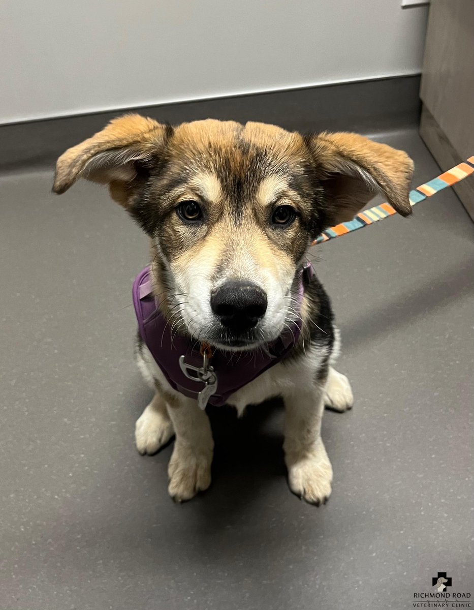 RichmondRoadVet's tweet photo. Major, a Malamute, is in his puppy series with Dr. Holaday. He is the sweetest boy and loves his treats!
Call (859) 263-5037 to schedule a visit!
#richmondroad #vet #veterinary #vetclinic #lexington #kentucky #lexky #dogs #animals #veterinarian #pethelp #petcare #schedule https://t.co/OZ1japyAWh