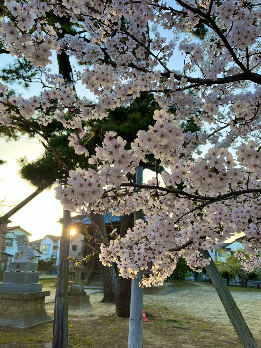 The cherry blossom front moves from south to north across the Japanese archipelago.
I can finally show you guys the cherry blossoms of my town, Niigata city. Here, they are now in full bloom.
#EnglishDiary #langtwt #twinglish #Niigata