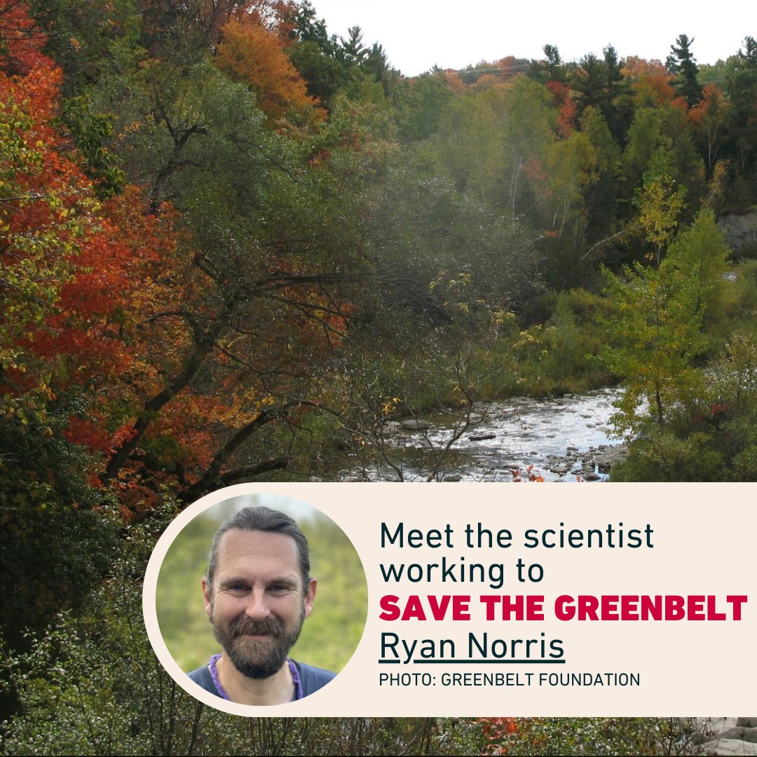 “We don't have the luxury anymore as scientists to not be advocates,” says biologist @RyanNorrisSci of @uofg. His fight to save Ontario’s Greenbelt continues: ow.ly/5zcN50RchLm #StopHWY413 #HandsOffTheGreenbelt