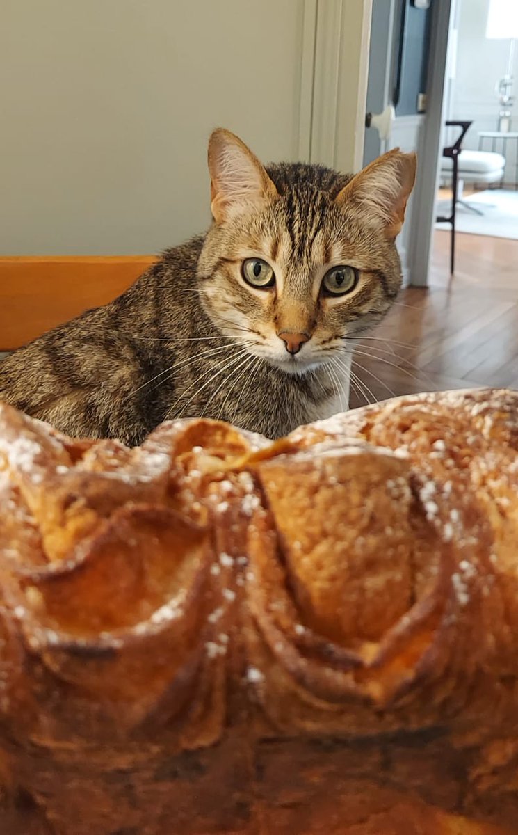 Recién llegado a la Ciudad Luz 🇨🇵, mi hermoso gato chilango sigue descubriendo con fascinación las maravillas de la pastelería de mi país 🥐. ¡Feliz sábado a tod@s ☕️! #DiegoInParis 😼🇲🇽