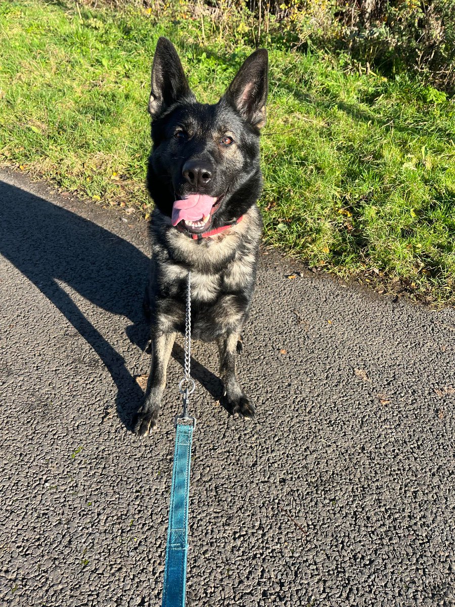 Pixy is 2yrs old and she was found in abandoned car that was also sealed with Duct tape! Pixy is a sweet but shy girl who can live with older kids but will need a patient home to give her time to settle #dogs #GermanShepherd #Essex gsrelite.co.uk/pixy/