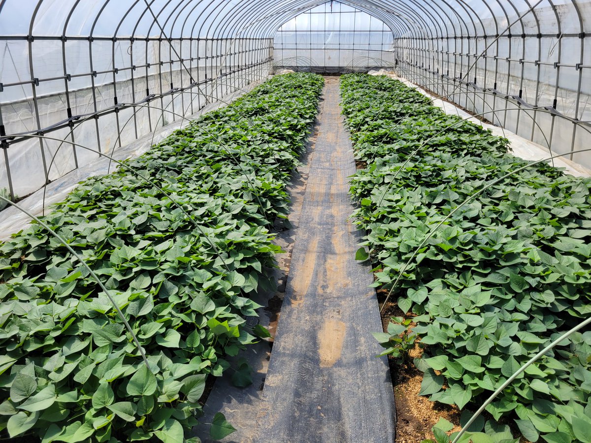 ３月からの低温で苗床の生育が思わしくありませんでしたが、ようやく勢いが出てきました。