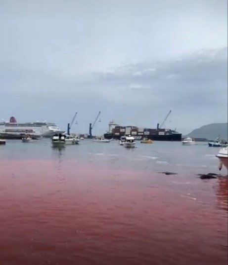Just a riminder to all ships to please advise your passengers that visit the port of the FaroeIslands the ocean could turn red like it did last season.
#StopTheGrind
#DontVisitTheFaroeIslands
#SaveThePilotWhales