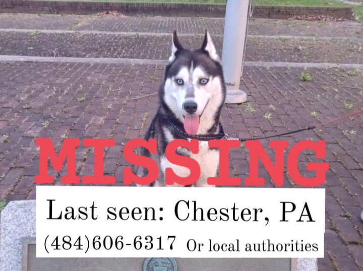 Sebastian_Zeiss's tweet photo. Patrick has been missing since yesterday at around 6PM. Please help me bring my son home safely. He is a 4 year old Siberian Husky that was last seen near the Downtown area of Chester, PA 19013. Please call (484) 606-6317 or (484) 474-6831 or local authorities. https://t.co/Y2a0kHimva