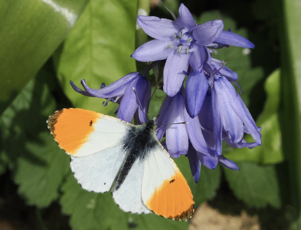 An Orange tip butterfly on Bluebell in Staplegrove, Taunton 13.4.24 @savebutterflies @BCSomerset @ukbutterflies @SomersetWT #butterfly @WildlifeMag