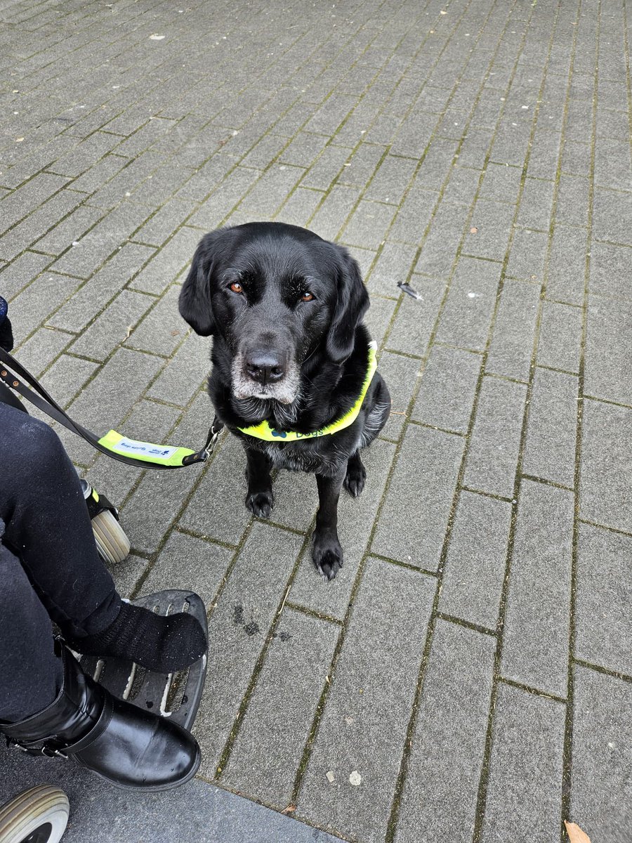 WorkyWoof's tweet photo. Our morning shopping trip woofy woof woof 🦮👩🏻‍🦼🐾🐾👍😀 
Photos show gd maeve black Labrador retriever cross and julie GDO sitting in her mobility chair we are outside in a local street on the pavement beside a large office building https://t.co/WIQ5Dx4KVx
