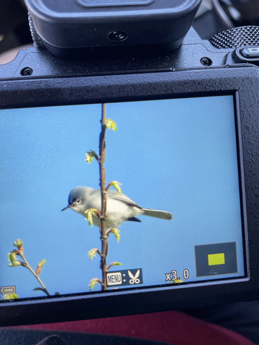 FANTASTIC MORNING FOR HANDSOME LIL GUYS !!!!!! 
That particular vireo has evaded me for years. He’s always in the same spot and we can NEVER see him GOTTCHA BUD!!! 

White Eyed Vireo, Black and White Warbler, Blue-Grey Gnatcatcher!