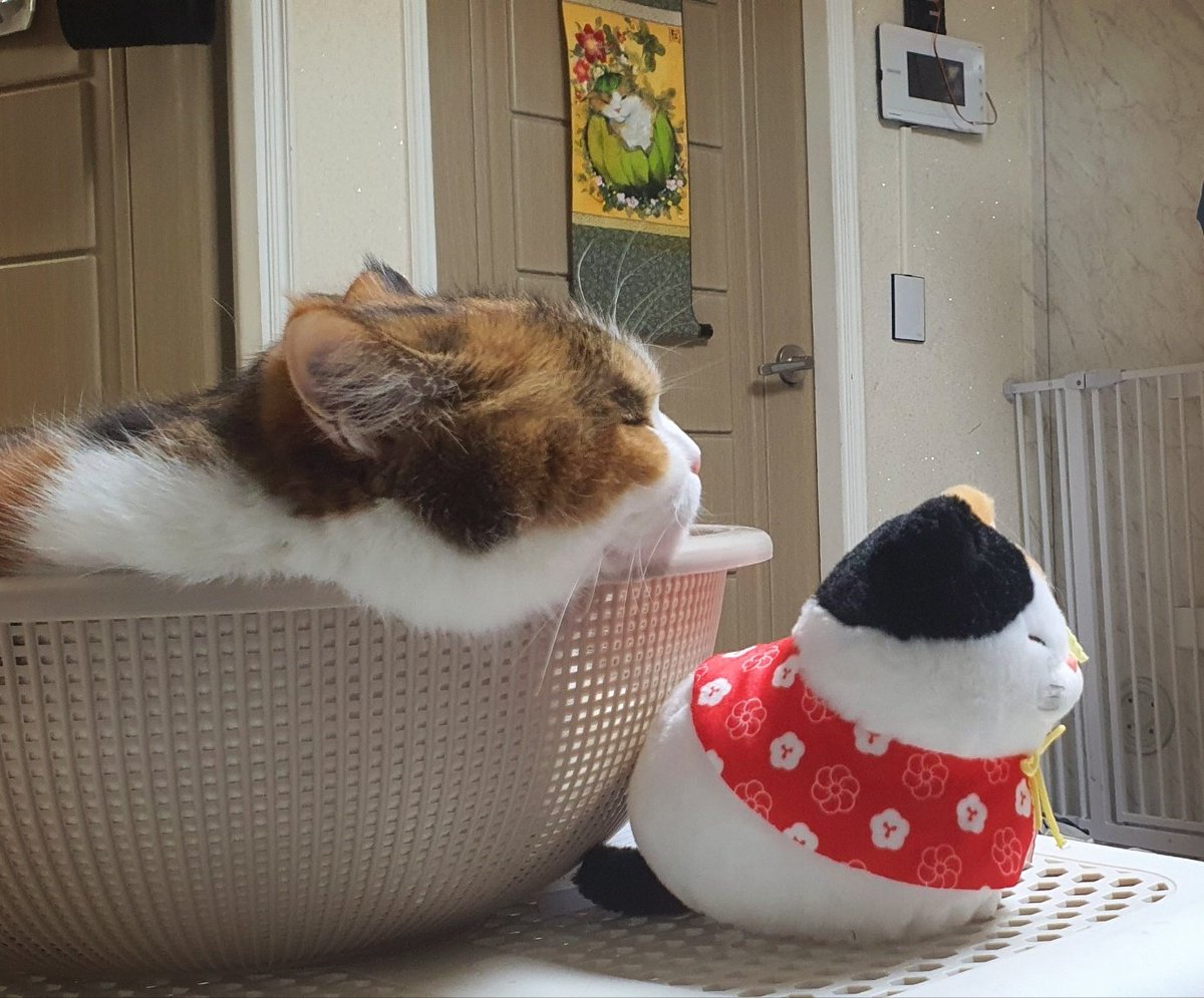 cat_mumu_S2 tweet picture