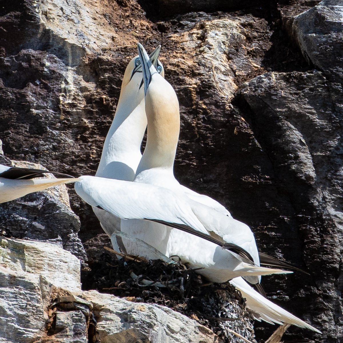 Displaying gannets