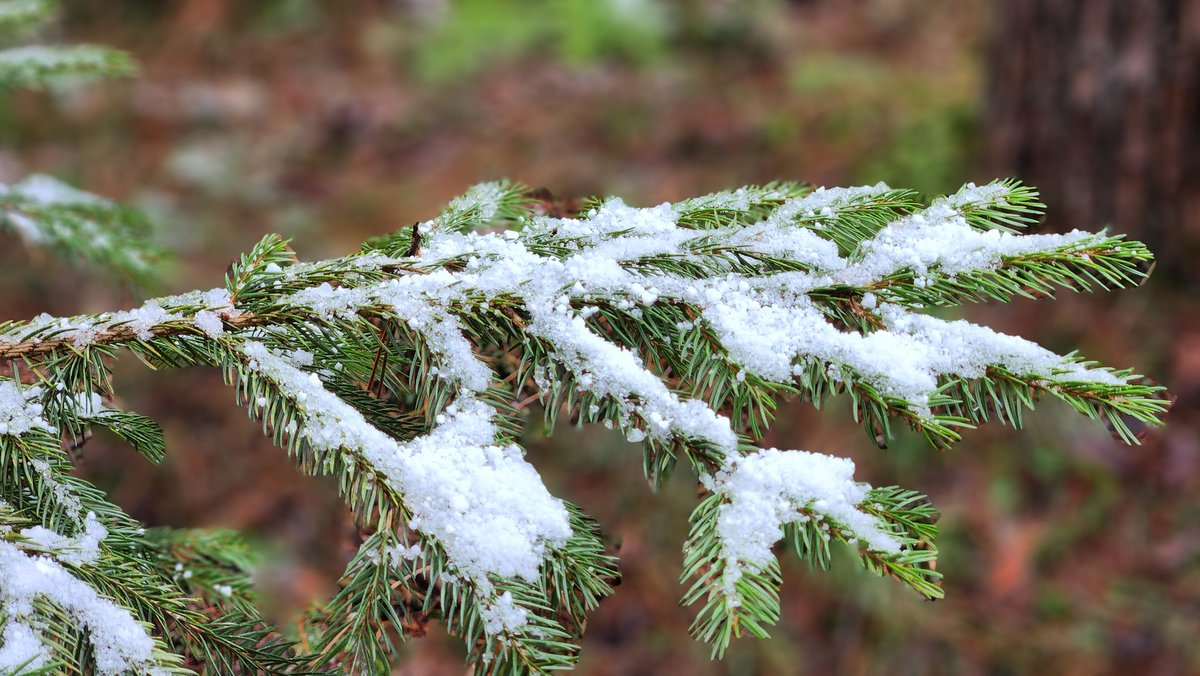 bronco_pa65's tweet photo. Nearing the end of snow this season in PA.

#hemlock #Pennsylvania #snow https://t.co/TzvASPkvn5