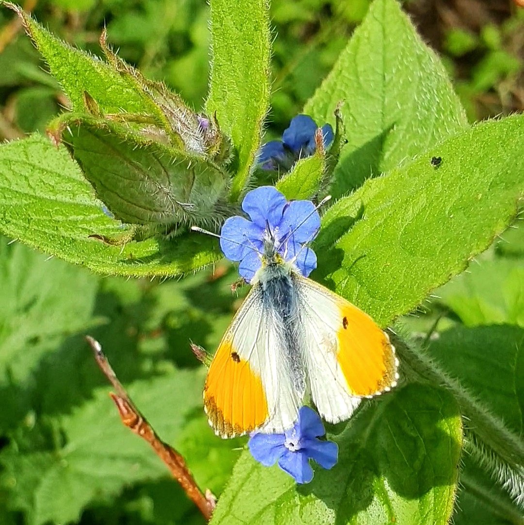 Orange Tip butterfly seen today at Oulton Marshes @BC_Suffolk @SuffolkRecorder @eastengland2014 @savebutterflies @suffolkwildlife