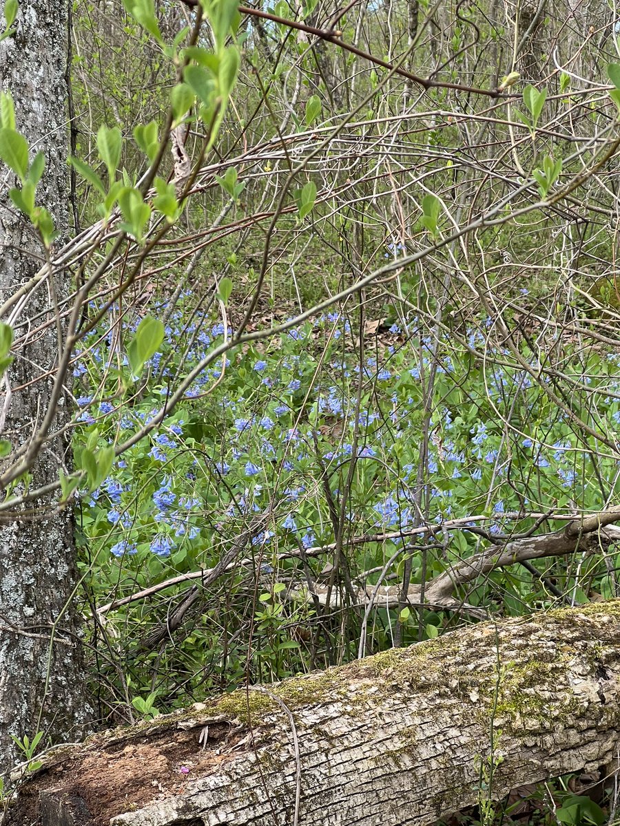 Virginia bluebells on our morning walk today.