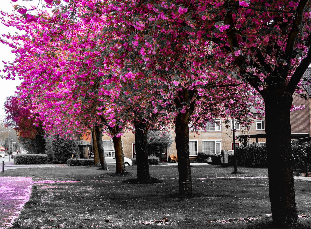 I love spring 🥰
#wildlifephotography #photo #nature #wildlife #photography #nikon #p1000 #TwitterNatureCommunity #spring #threes #zoom #nationalgeographic #naturephotography #camera