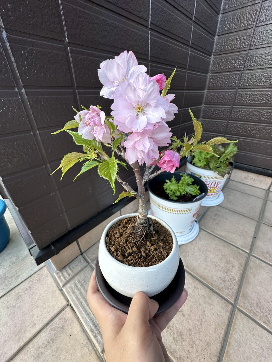 ElW3z's tweet photo. 満開🌸
後ろにはカップヌードル土だけを買ってレタス植えた🥬

#旭山桜
#カップヌードル土だけ https://t.co/tyIGQ6ZVRK