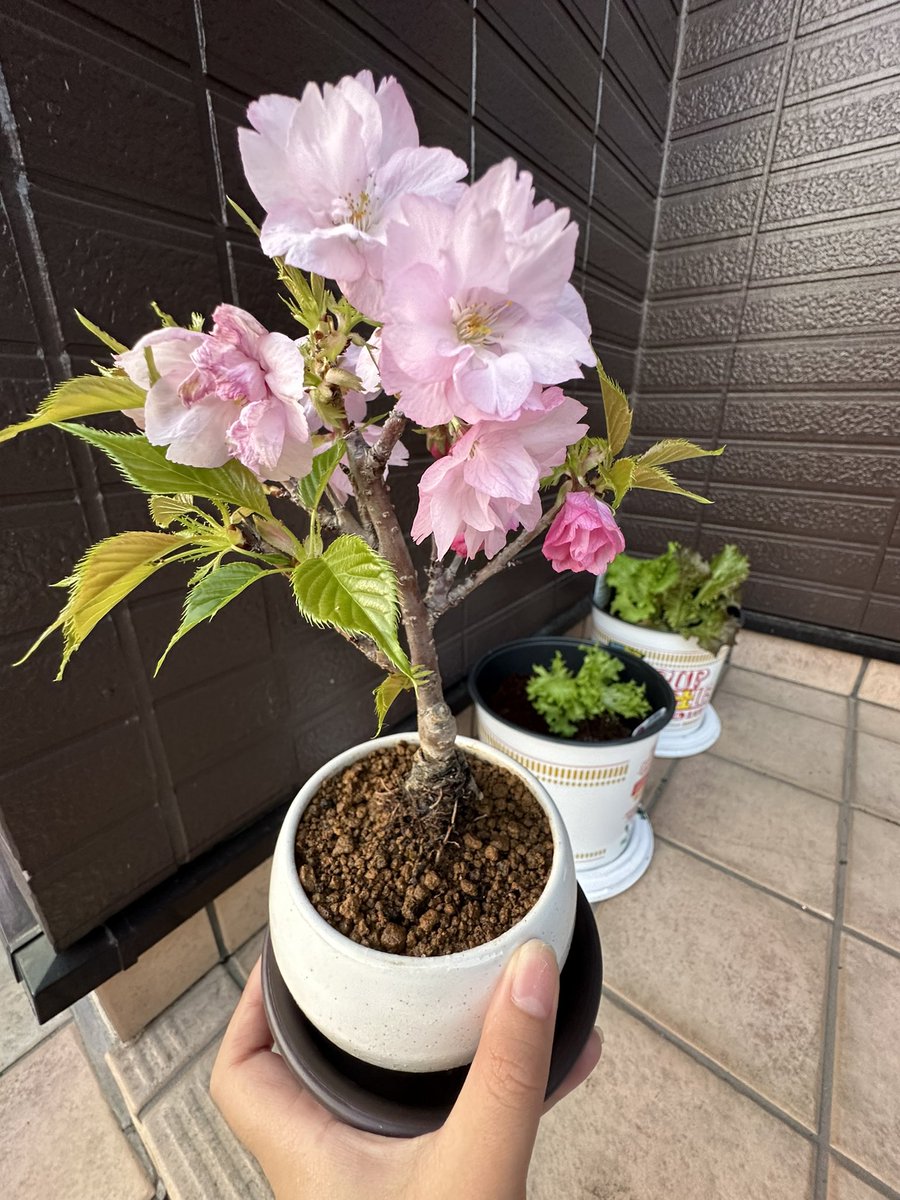 ElW3z's tweet photo. 満開🌸
後ろにはカップヌードル土だけを買ってレタス植えた🥬

#旭山桜
#カップヌードル土だけ https://t.co/tyIGQ6ZVRK