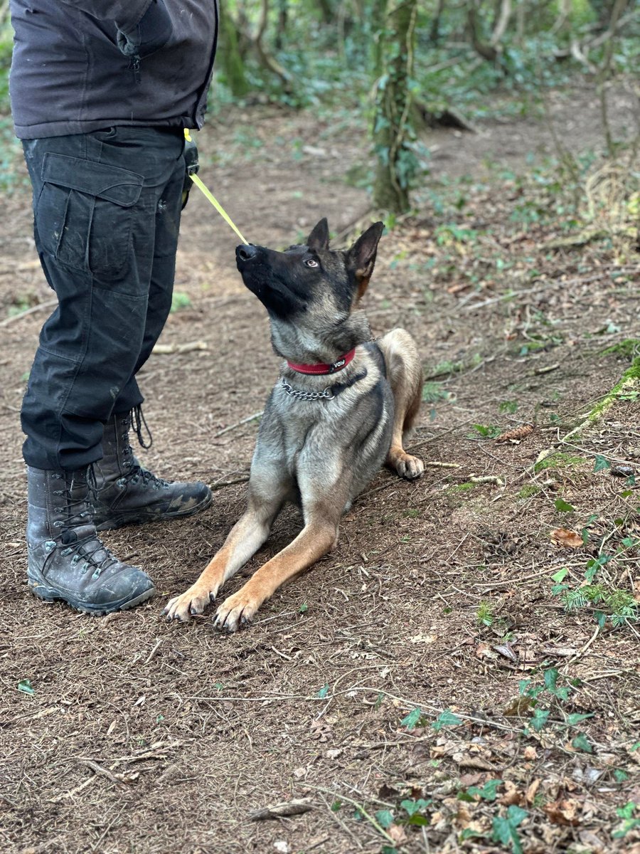 Luther is 2yrs old and he is a very bright boy with so much potential, Luther can live with older kids but needs more work on his doggy manners and will need an active home to meet his needs #GermanShepherd #dogs #Cornwall gsrelite.co.uk/luther-2/