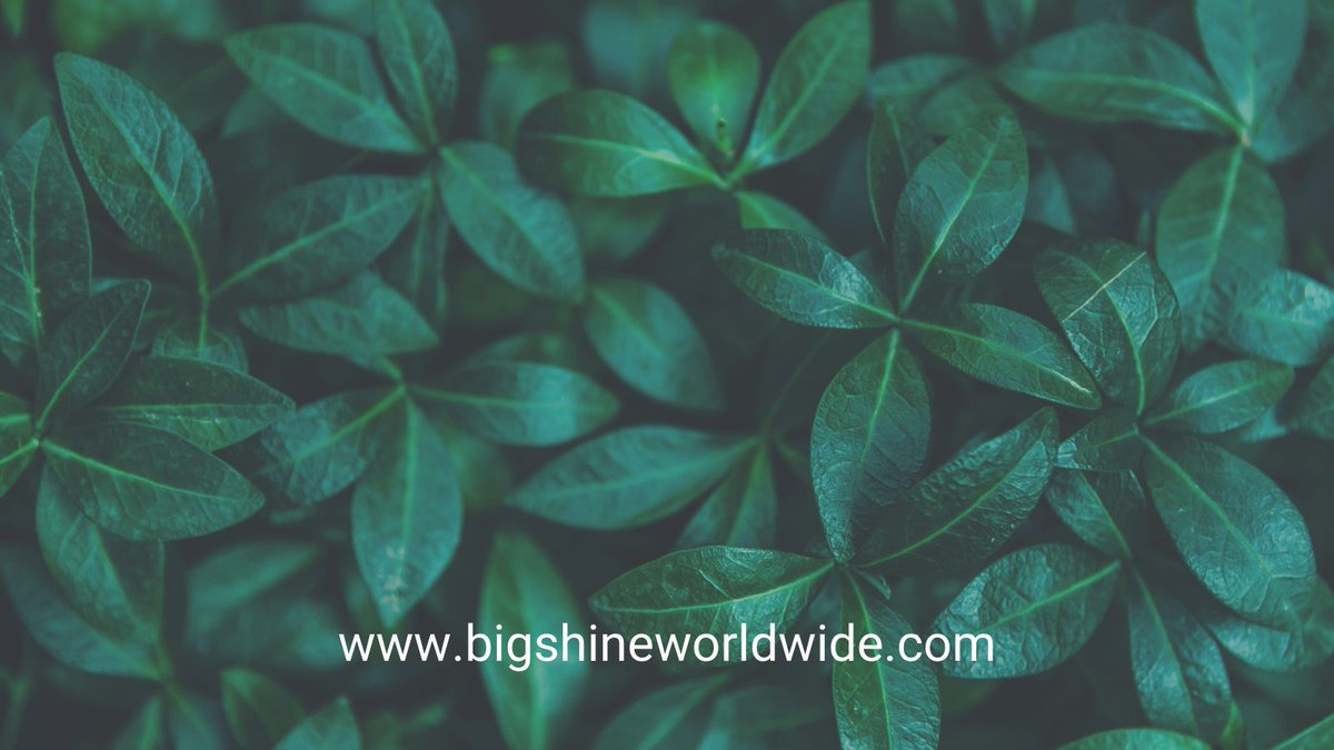 Embracing the beauty of green leaves, a symbol of life and sustainability! 🌿

#GreenLiving #SustainabilityMatters #naturephoto #BigShineWorldwide