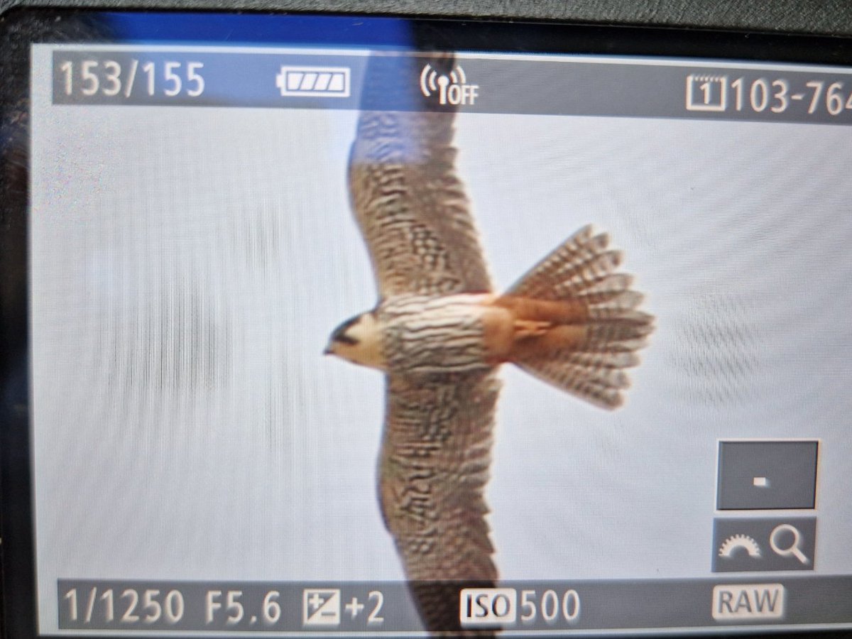 vogeltrekinfo's tweet photo. Ze kunnen weer! #boomvalk #vogeltrek https://t.co/TVyyn1bOBs
