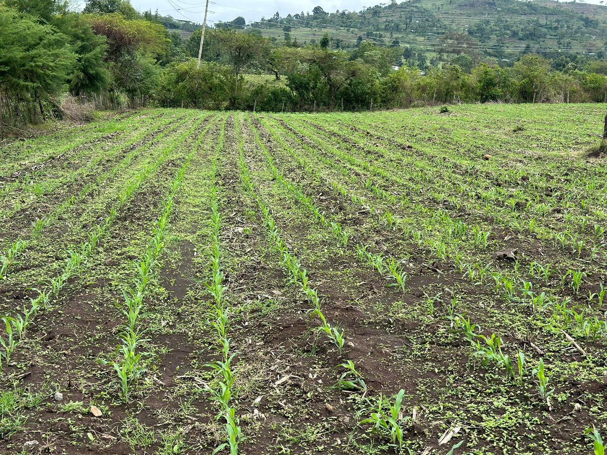 Day 16 after maize planting.

📍 : Taptengelei

We are utilizing drone technology in application of #Lumax herbicide to control weeds in the field. Many thanks to @AgrilineKenya for availing this amazing technology to the farmers. 

The use of drones in the agriculture industry…