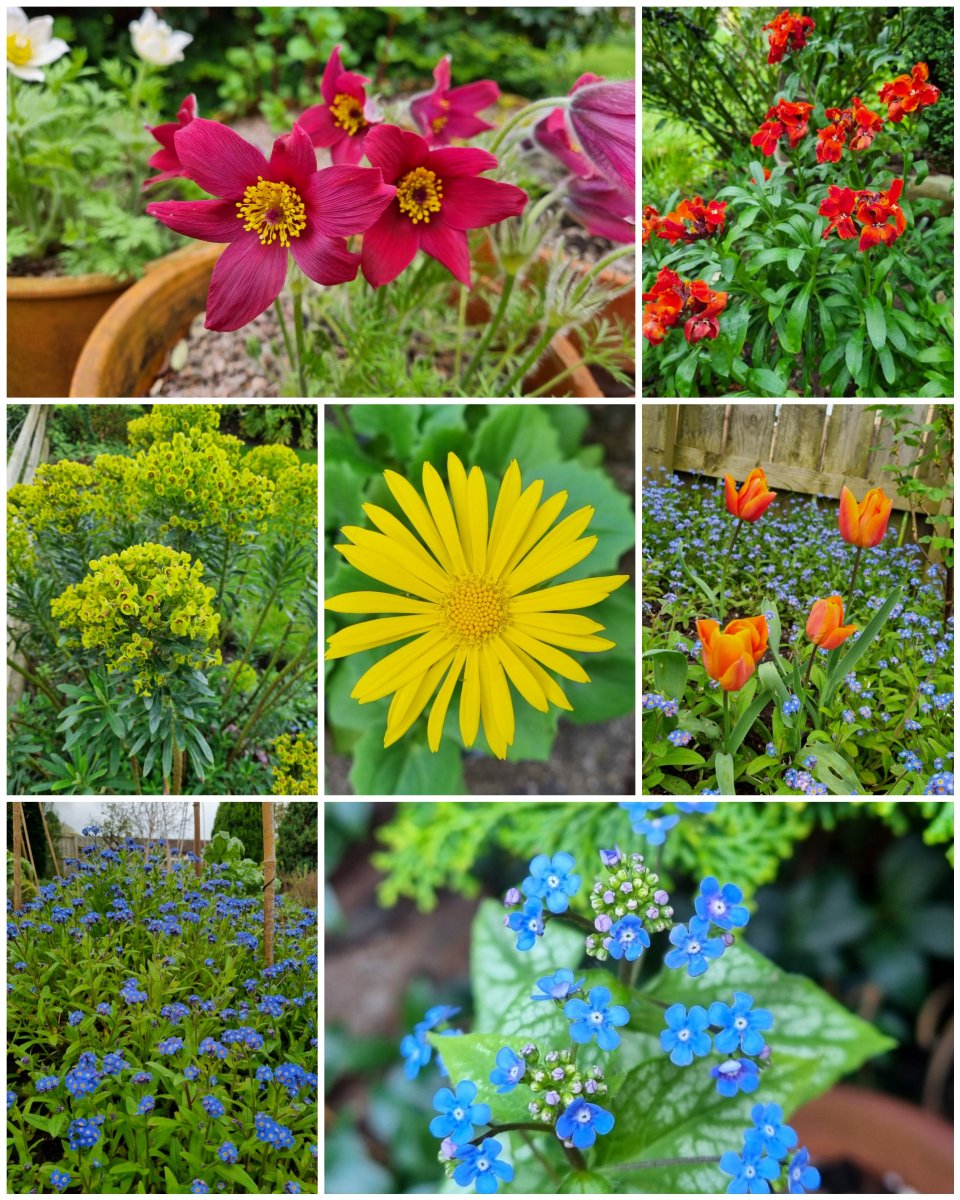 I've gone rainbow for this week's #SevenOnSunday 🌈

#GardeningTwitter #GardeningX