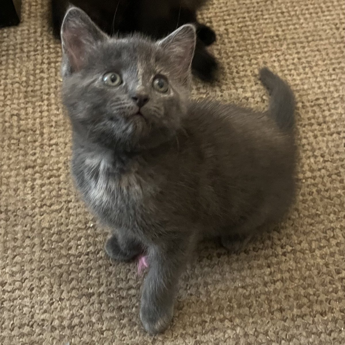 Marigold and Juniper are settling nicely and both keep coming up to me for a little cuddle 😊 I’m the happiest I have been in such a long time. These girls are wonderful and I’m already obsessed. (Marigold is the tortie, Juni is the little grey)