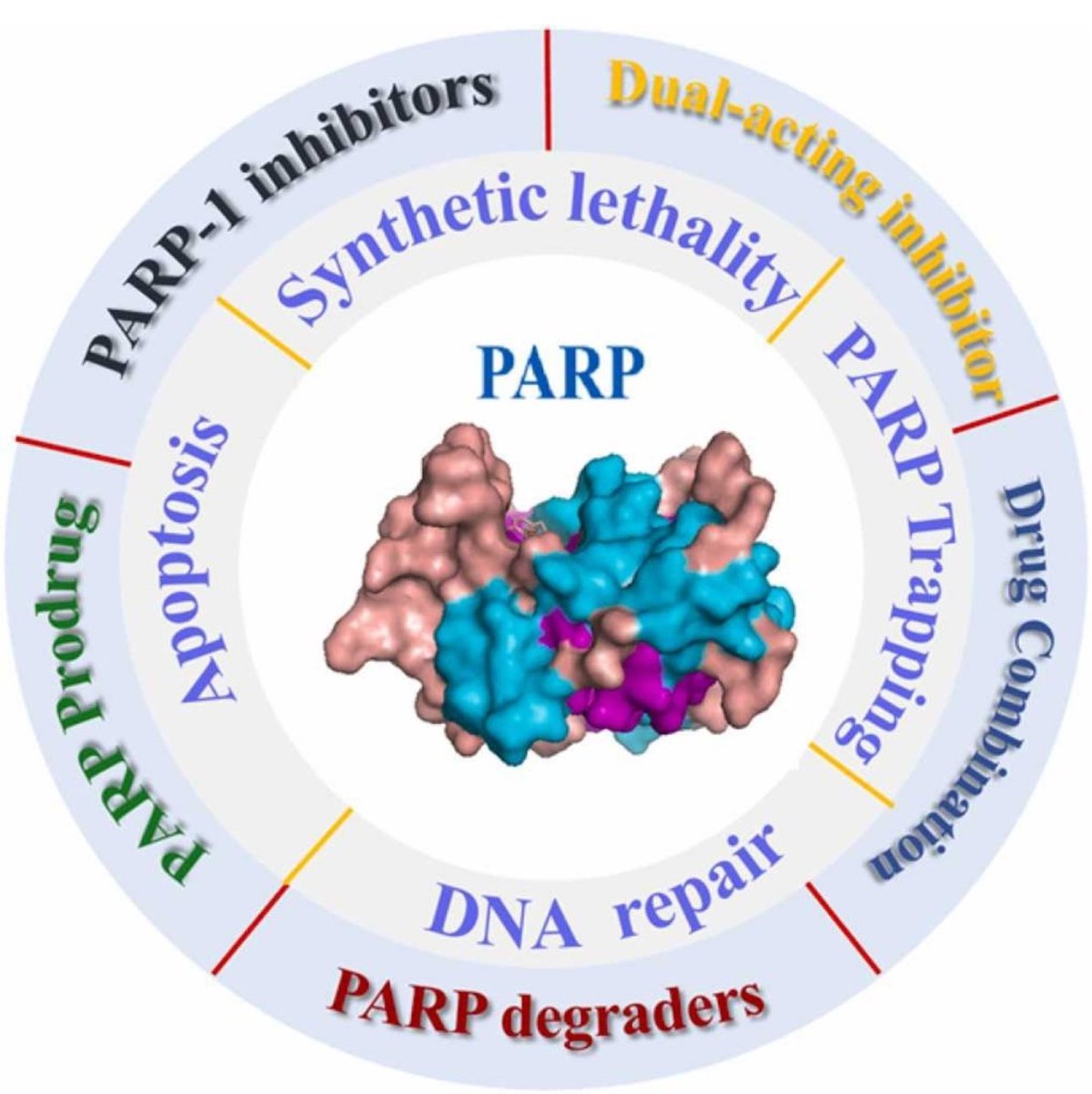 ⭐️More than a dozen PARP1 selective drugs in different stages development @AACR #AACR24 ! Should we consider them 2nd generation PARP inhibitors or a completely NEW class of drugs? 👉🏼Selective PARP1 inhibitors /PARP1-based dual-target inhibitors/PROTAC PARP1 degraders/ prodrugs