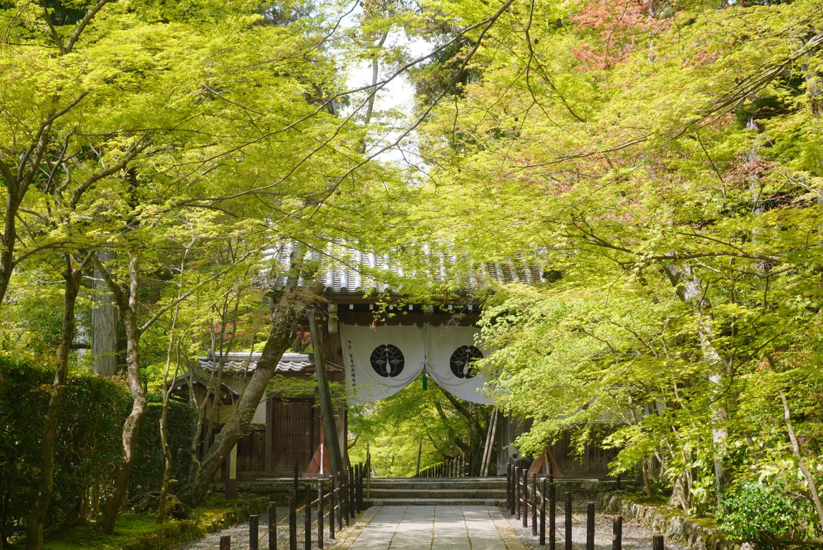 mt_pompon_ppy's tweet photo. 4/13 そのほか
長岡京市 光明寺
京都市西京区 大原野神社
南丹市八木町神吉
京都市右京区京北 魚ヶ渕

ひと月前からロードバイク始めました
京都市近郊をウロウロすることがまた増えています
いずれは輪行で遠くにも行ってみたい https://t.co/Ve7urrKc4D