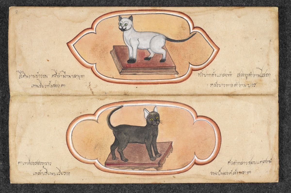 A Painted Treatise on Cats From 19th Century Thailand - Flashbak buff.ly/49zcG7N