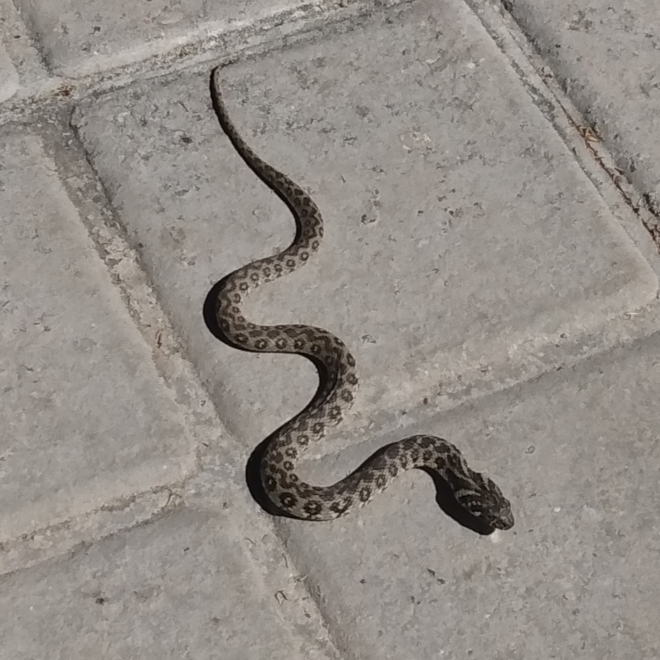 DGCerdeno's tweet image. Danger noodle