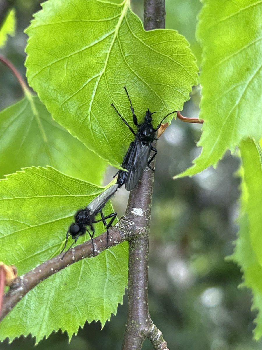 St Marks flies (Bibio marci) have appeared today - here is a couple promoting the next generation in our garden this afternoon!