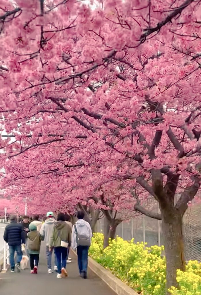 Sakura kirei desu 🌸🌸🌸 📷 Cherry blossoms, Japan 🇯🇵