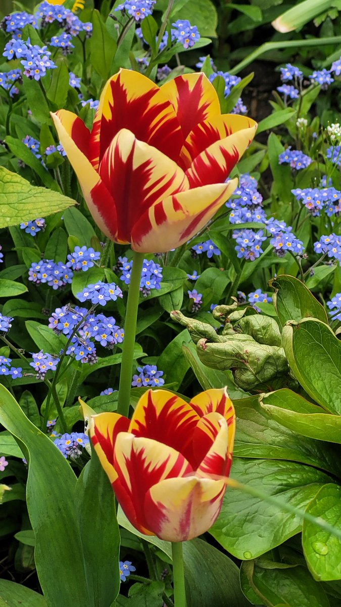 fodenlaura's tweet photo. @LindsayOxUni Tulip Heaven 🌷 ♥️ 🌷♥️🌷♥️🌷♥️ https://t.co/XKdHJ2rvBa
