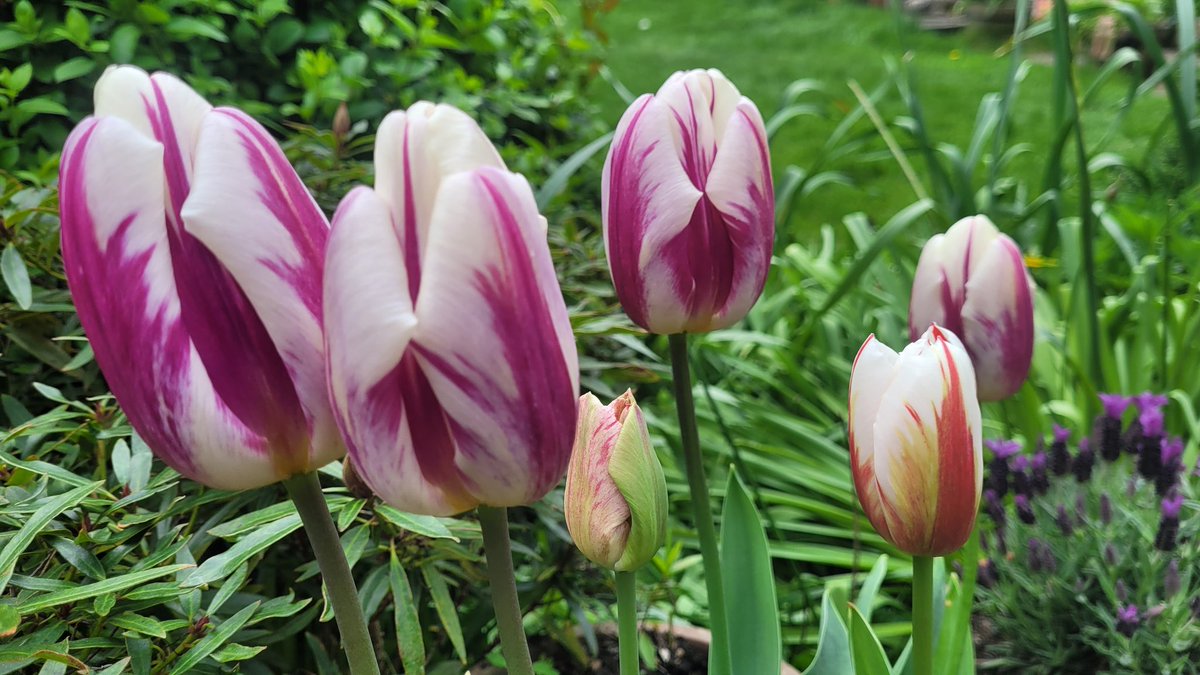 fodenlaura's tweet photo. @LindsayOxUni Tulip Heaven 🌷 ♥️ 🌷♥️🌷♥️🌷♥️ https://t.co/XKdHJ2rvBa
