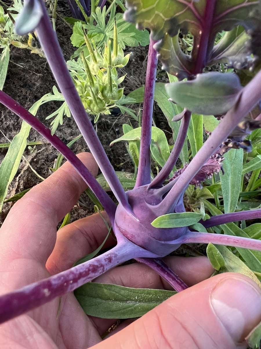 I <3 kohlrabi - I can still remember getting it the first time in a CSA box over ten years ago and wondering… how am I going to prepare this thing for dinner!! Now it’s one of my favorite vegetables. I love how #gardening always introduces me to new flavors and foods!!